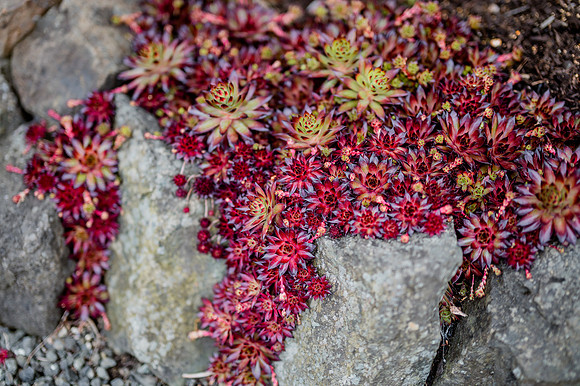 DSC_8385