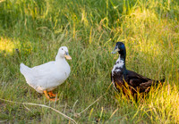 DSC_1869